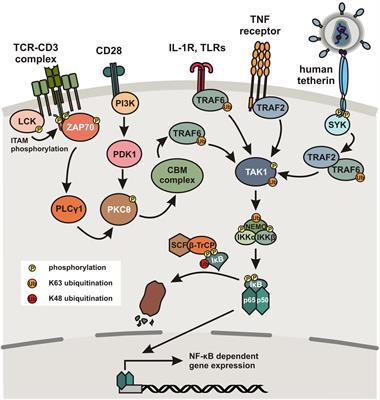 Primate Lentiviruses Modulate NF-κB Activity by Multiple Mechanisms to Fine-Tune Viral and Cellular Gene Expression